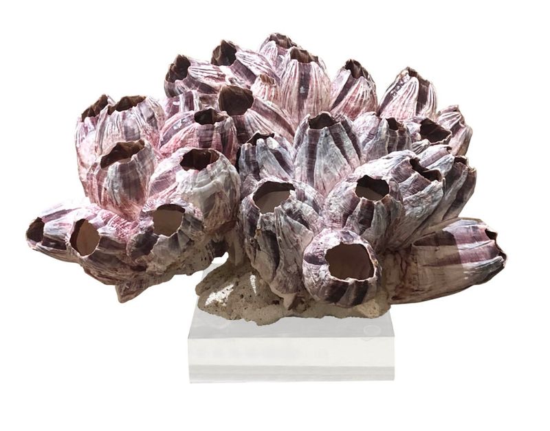 Barnacle Coral on Acrylic Base | Small