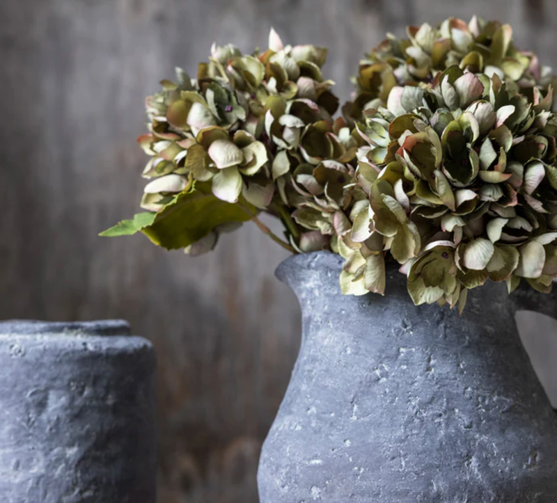 Hydrangea Chloris