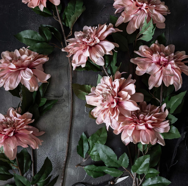 Dahlia Flamingo