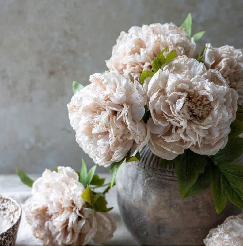 Peony Stem  | Evening Dew