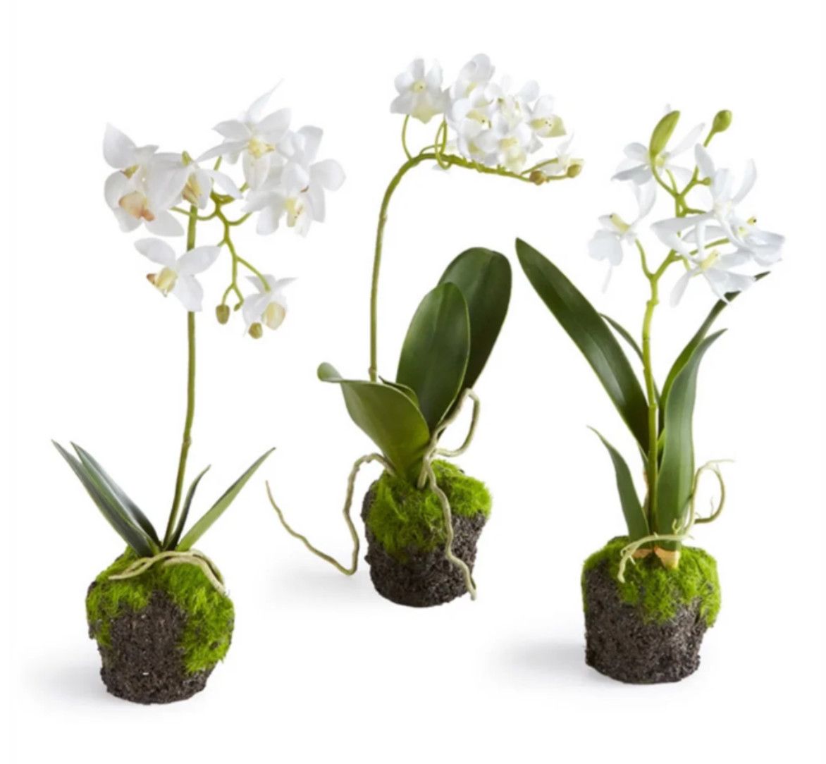 Dendrobium Orchid Drop In 12&quot;