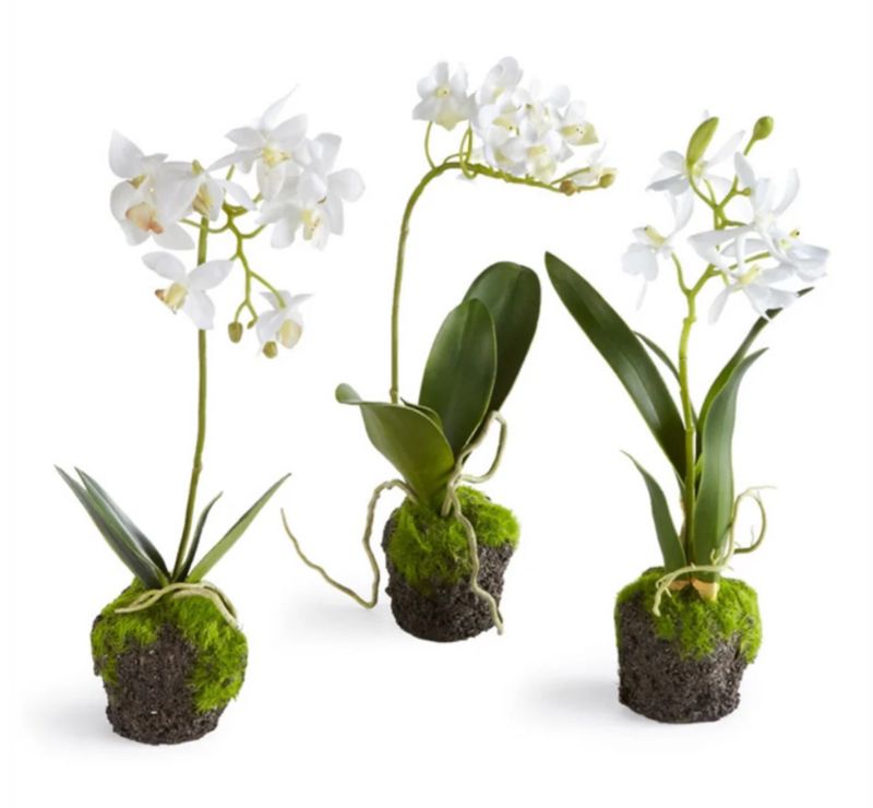 Dendrobium Orchid Drop In 12"