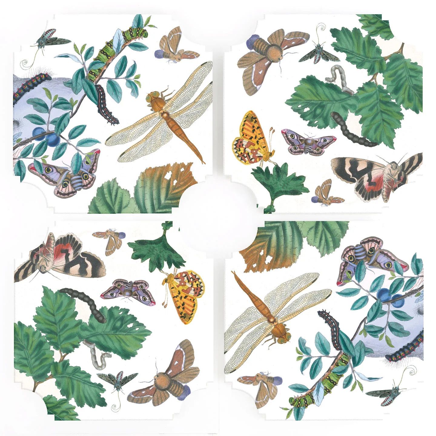 English Moths &amp; Insects Coasters| Set of 4