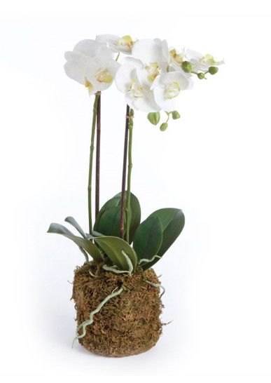 23" Phalaenopsis Drop-In | White