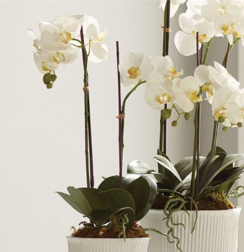 23" Phalaenopsis Drop-In | White