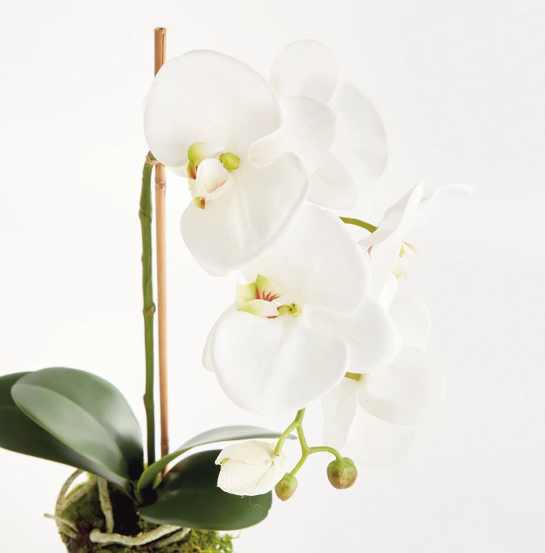 21" Phalaenopsis Drop In