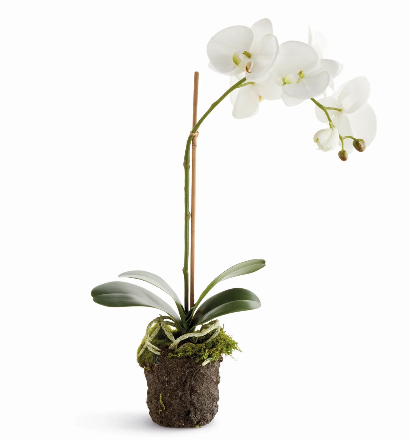 21" Phalaenopsis Drop In