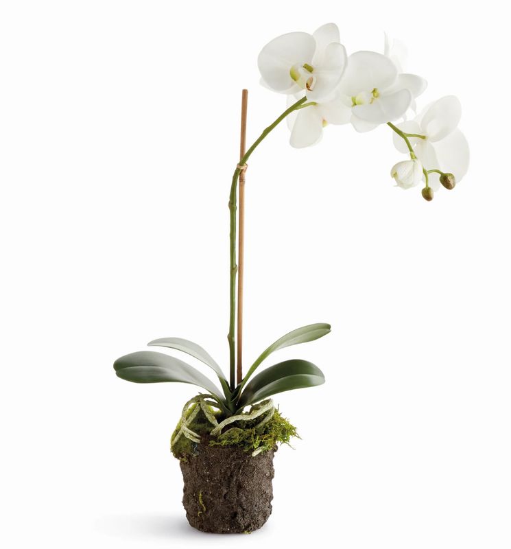 21" Phalaenopsis Drop In