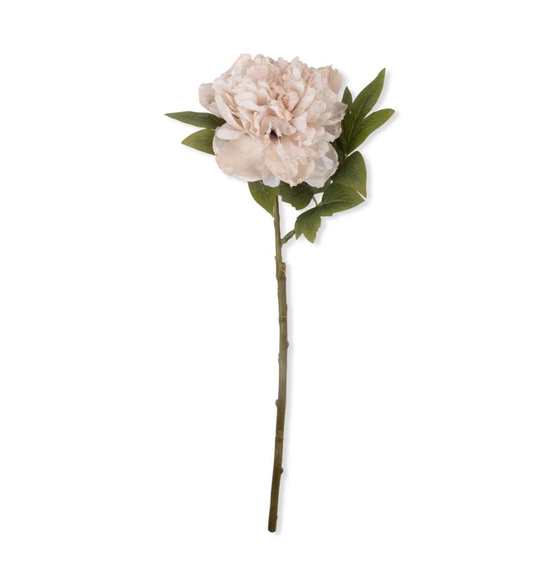 Peony Stem  | Evening Dew