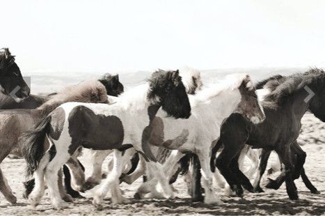 Horses of Iceland