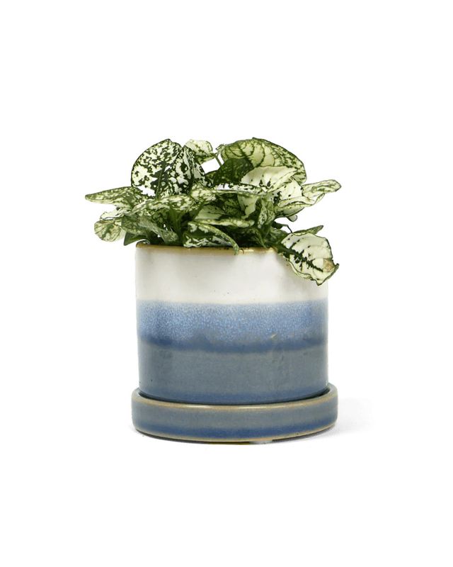 Minute Ceramic Pot & Saucer w Drainage | Blue Layers 5"