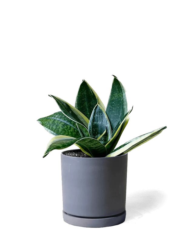 Dojo Porcelain Modern Pot w/ Saucer | Black 3.5