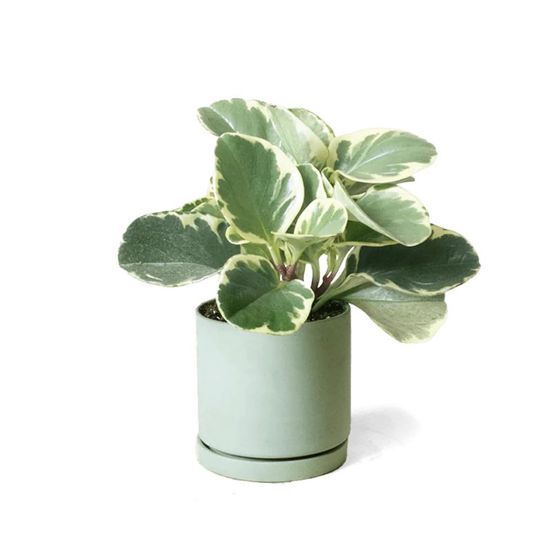 Dojo Porcelain Modern Pot w/ Saucer | Olive 3.5