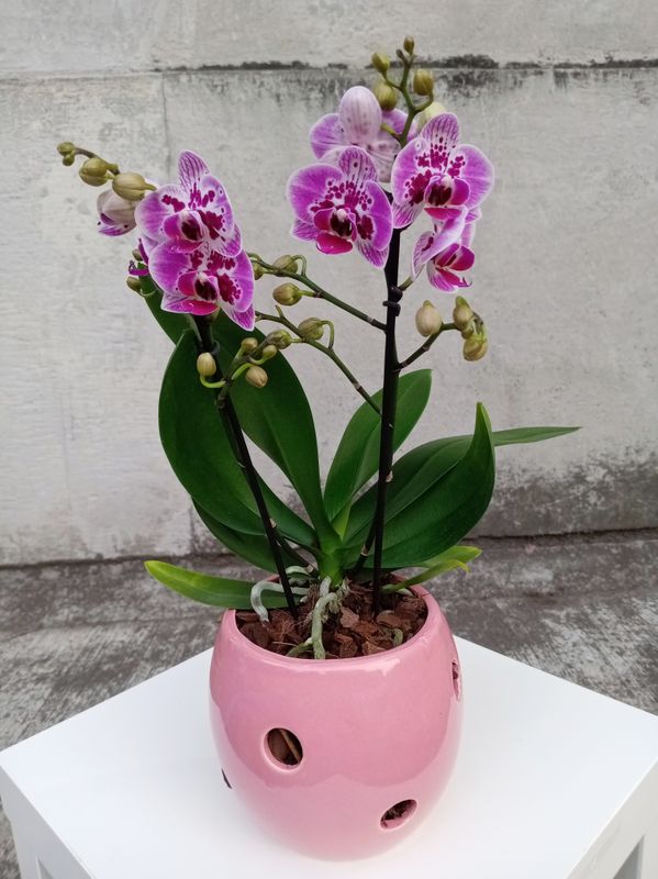 Orquídea Dulce Amor