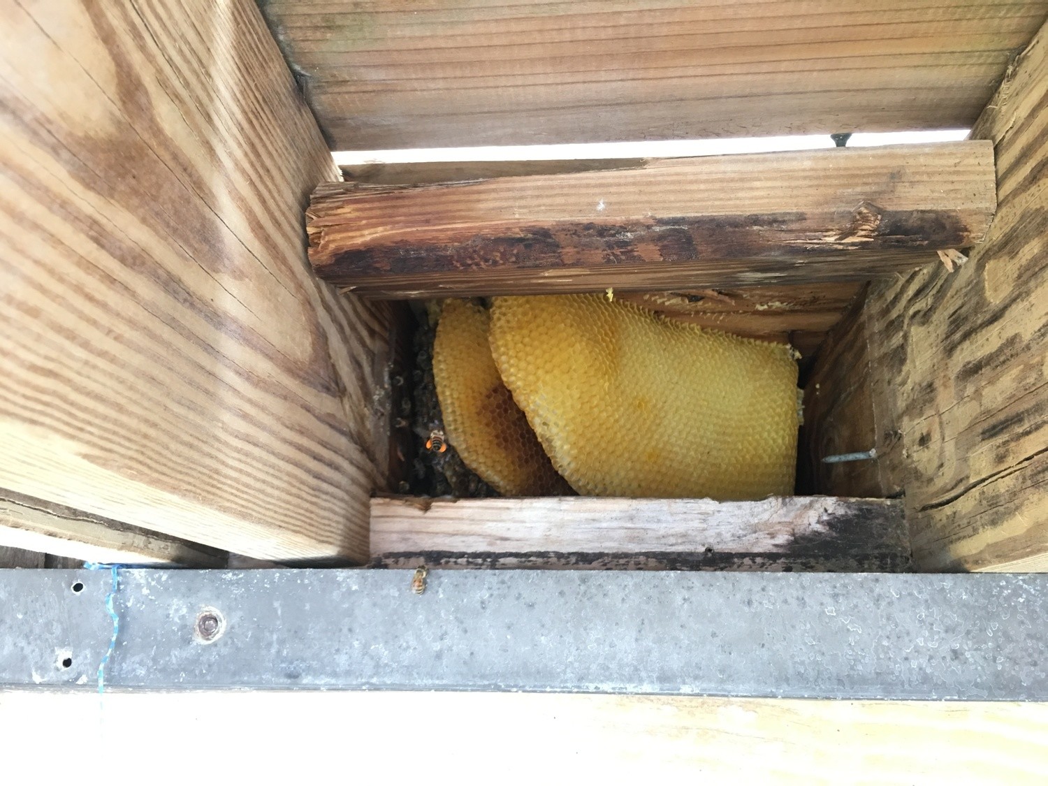 Live Bee Removal & Relocations | Florida