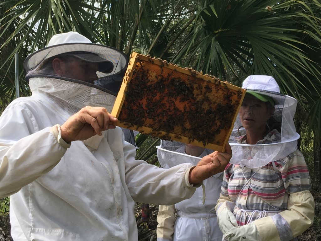 Into the Hive | Beekeeping Discovery Event