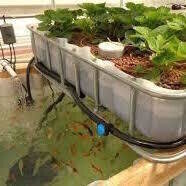 Intro to Aquaponics | Hands On IBC Build Workshop