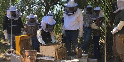 Beekeeper Mentoring | Hands-on First Year w Experienced Beekeeper