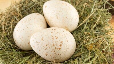 Farm Fresh Eggs (6) GMO-free | Heritage Turkey Eggs