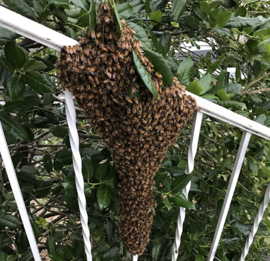Bee Removal | Emergency / Same Day