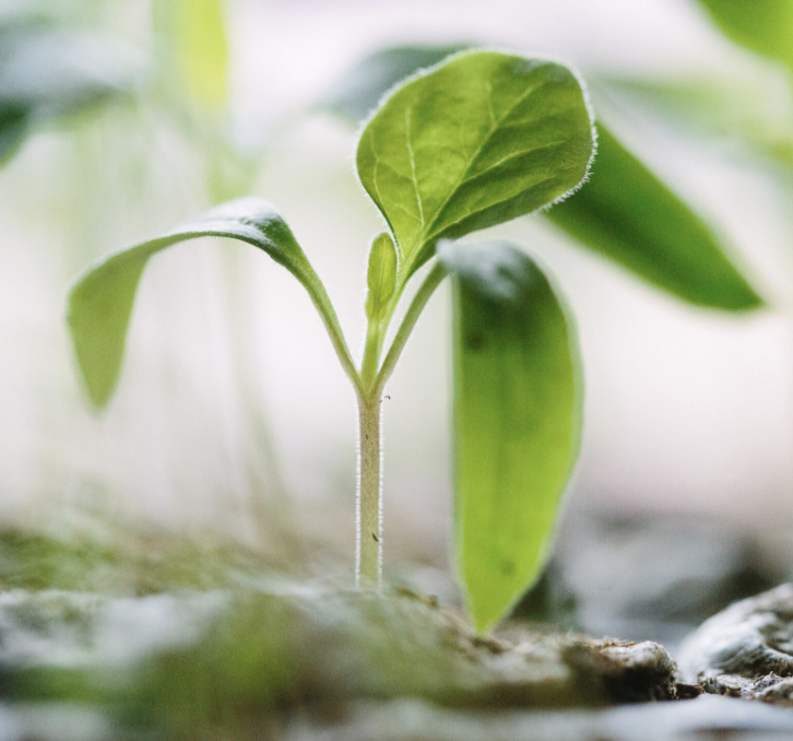 Farm Service | Consulting | Aquaponics | Gardening | Beekeeping | Permaculture