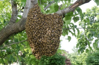 Bee Removal | Evaluation Service