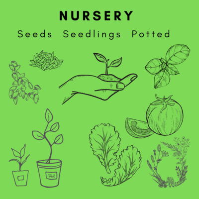 Nursery | Gardening | Seeds, Seedlings & Supplies