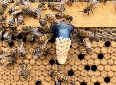 Honey Bees for sale | Queen Cells (Local Pick Up ONLY on Mon/Thurs)