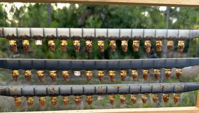 Live Honey Bees 2024 | Queen Cells (Local Pick Up ONLY)