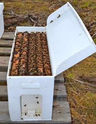 Live Honey Bees 2024 | 5-frame NUC | 2024 Waiting List