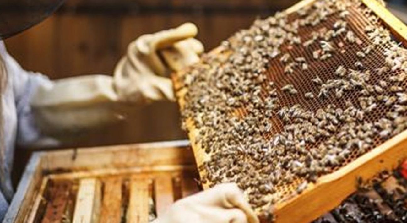 Into the Hive Discovery Tour | Experience of a Lifetime