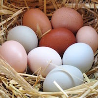 Farm Fresh Eggs (6) GMO-free | Heritage Chicken Eggs