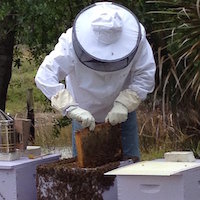 Edu Event | One-on-One Private Beekeeping Lesson