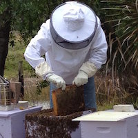 One-on-One Private Beekeeping Lesson