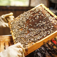 On-Farm Beekeeping Events