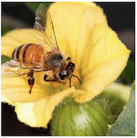 Bee Pollination Services | Florida | Honey Bee