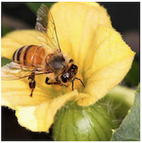 Bee Service | Pollination Services | Florida | Honey Bee