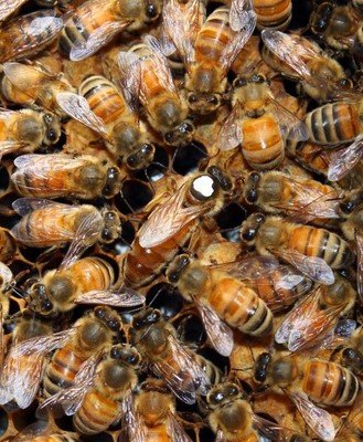 Live Bees | NUCs & Queen Cells