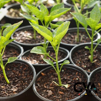 Farm Nursery