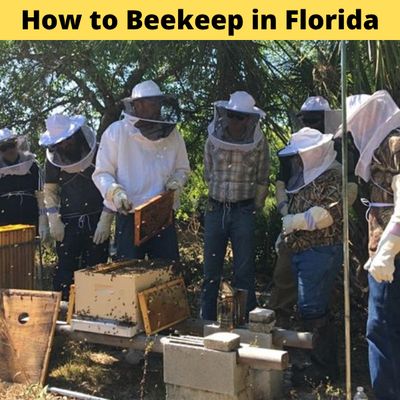 Beekeeping