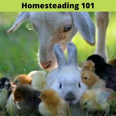 Homesteading