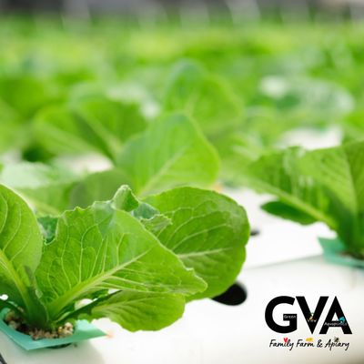 Aquaponics &amp; Hydroponics