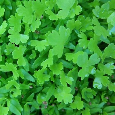 Microgreens | Celery Microgreens