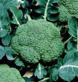 Broccoli | Organic | Sweet Baby | Local