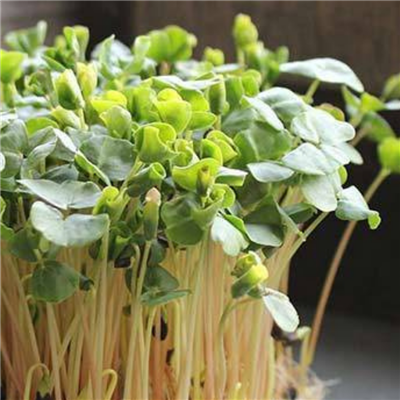 Buckwheat Lettuce Microgreens