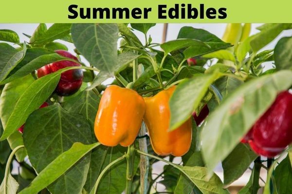 Event | Quarterly Greenstalk &amp; Container Seasonal Reset, name: Jul 11 2026 Summer Reset