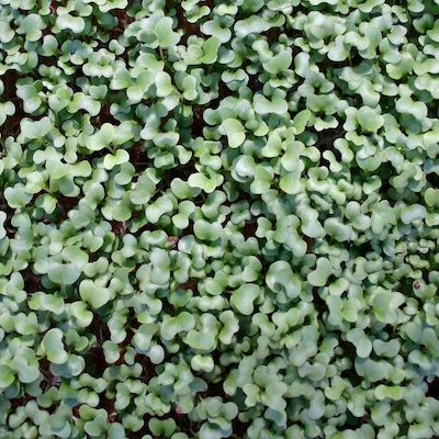 Microgreens | Broccoli Microgreens
