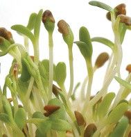 Microgreens | Alfalfa, name: Live Tray