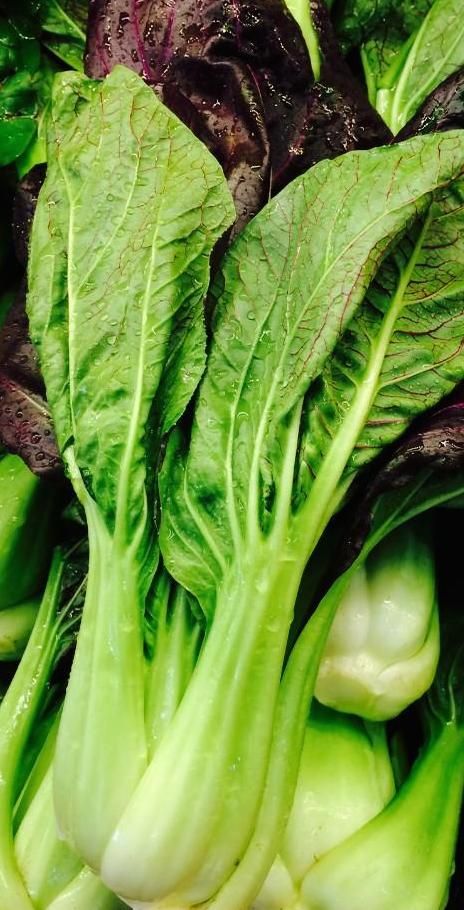 Cabbage | Organic | Baby Bok Choy | Red