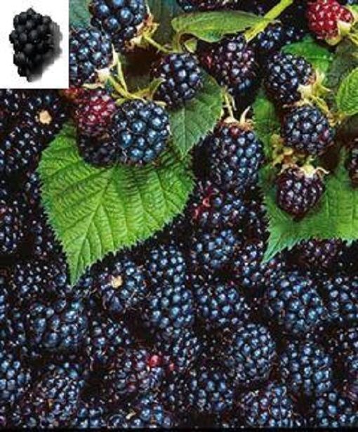 Blackberry | Organic